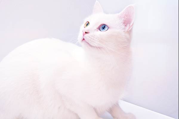 Albinism in Cats: How It Can Affect Your Feline Friend
