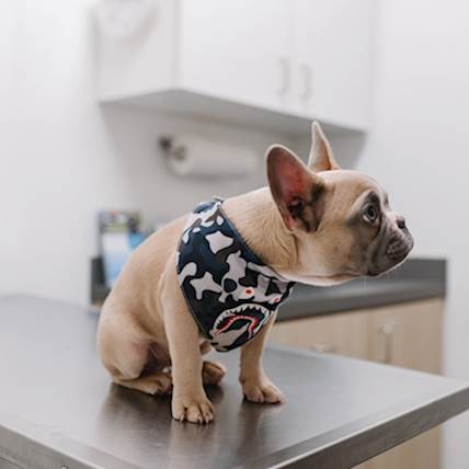 Cysticercosis (Fox Tapeworm Infection) in Dogs