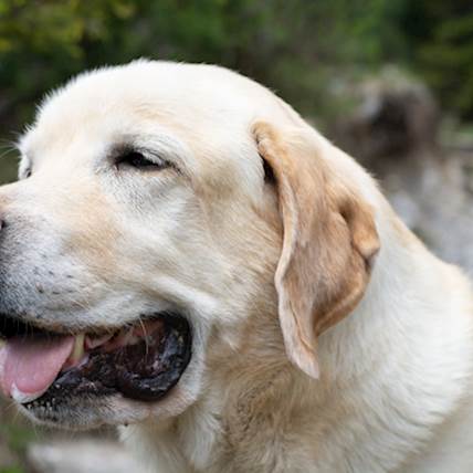 Ameba Infection in Dogs: Types, Symptoms, Diagnosis, and Treatment