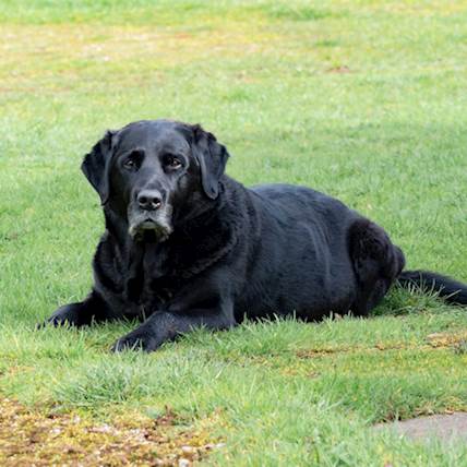 Senior Dog Adoption: Giving a Second Chance to Older Pets