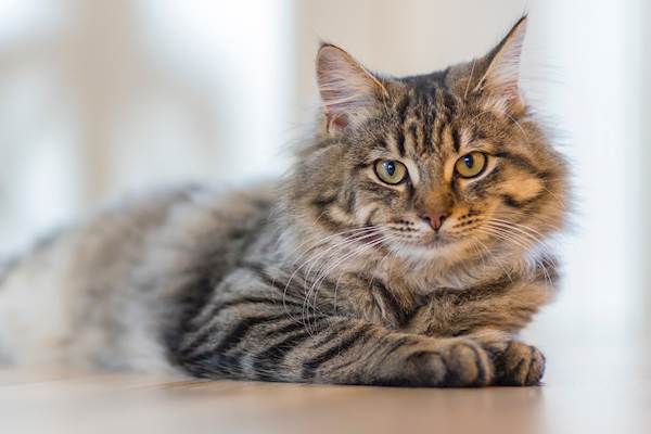 Toxoplasmosis In Cats