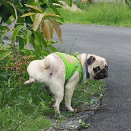 Treatment For Dogs With Urinary Tract Infections 