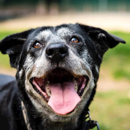 Dealing With The Loss Of Your Pet