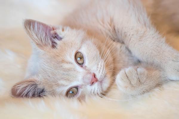 Staph Infection in Cats: A Closer Look