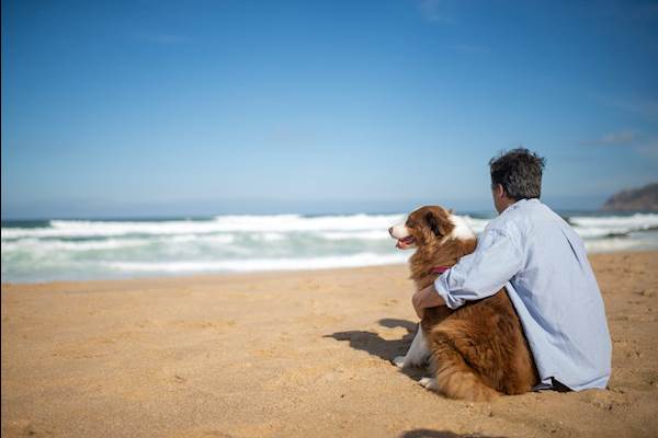 How You Can Become the Perfect Dog Parent