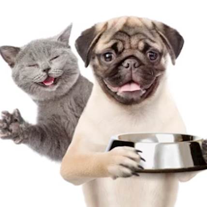 Iams Pet Food