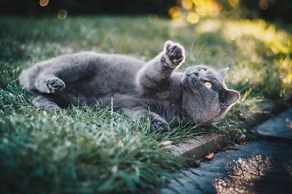 Feline Infectious Anemia: A Quick Guide