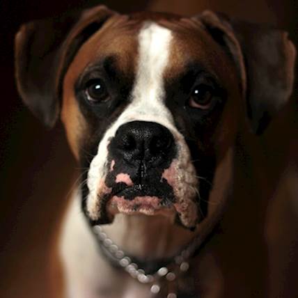 Neophobia in Dogs: Causes, Symptoms, and Treatment
