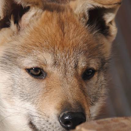 Image for Myeloproliferative Disorders in Dogs: A Detailed Guide