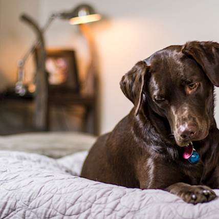 Anthrax in Dogs: Causes, Symptoms, and Treatment