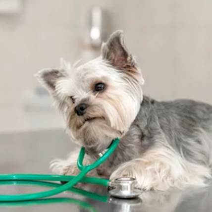 Should Heartworm Preventative's Be Used Year Round?