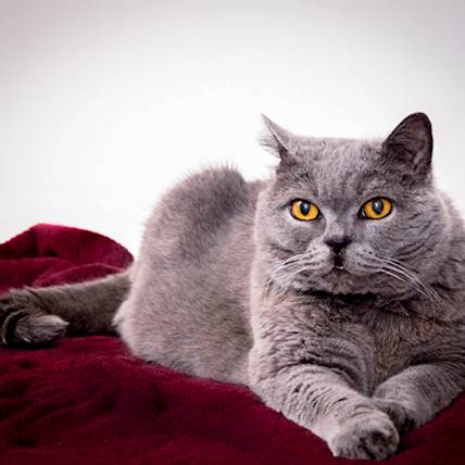 Methemoglobinemia in Cats: Causes, Symptoms, and Treatment | PetCareRx