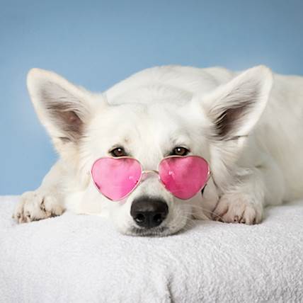 Hemangiosarcoma in Dogs: Symptoms, Diagnosis, and Treatment