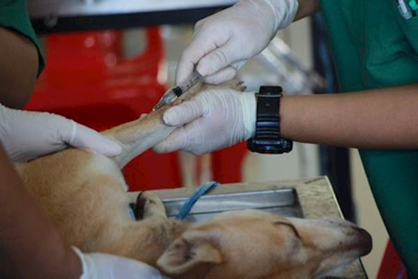 How to Treat a Kennel Cough in Dogs