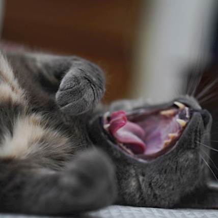 Lice in Cats: Management and Prevention