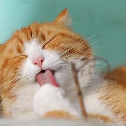 4 Best Hill’s Cat Foods for Urinary and Kidney Care in 2024