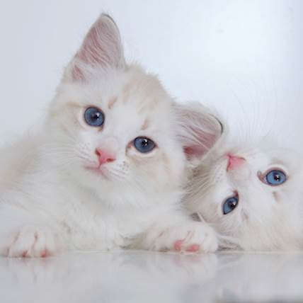Treating Feline Hypertension