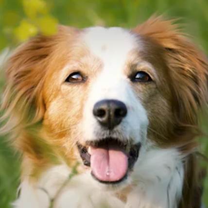 Pawsitive Longevity