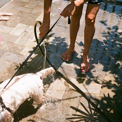 Assessing the Value of Adding Hibiclens to Your Dog's Bathing Ritual