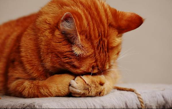 How to Care for a Cat Undergoing Cancer Treatment