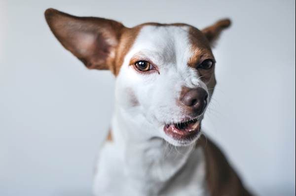 Otitis Interna in Dogs: Recognizing Triggers, Symptoms, and Medicated Ear Drops for Dogs