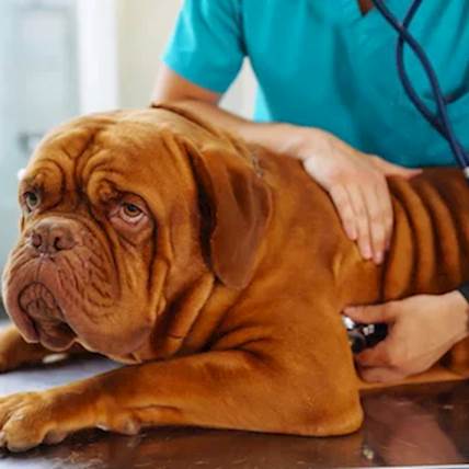 Cushing's Disease 