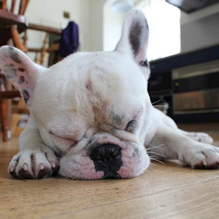 Sjögren-Like Syndrome in Dogs: A Detailed Guide