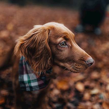 Signs Of Intestinal Parasites In Pets