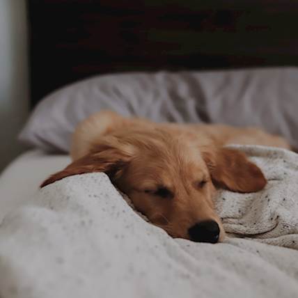 Mucopolysaccharidoses in Dogs: Causes, Symptoms, and Treatment