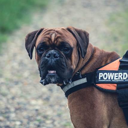 Canine Restrictive Cardiomyopathy