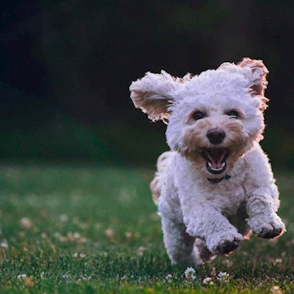 Image for Why Pets are Good for Your Kids
