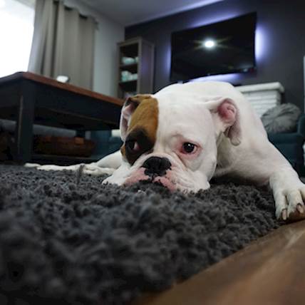 Image for Tick Paralysis In Dogs