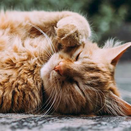 Image for 8 Things to Remember When Adopting a Stray Cat