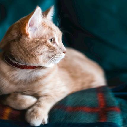 Hypertension Complications in Cats and How to Prevent Them