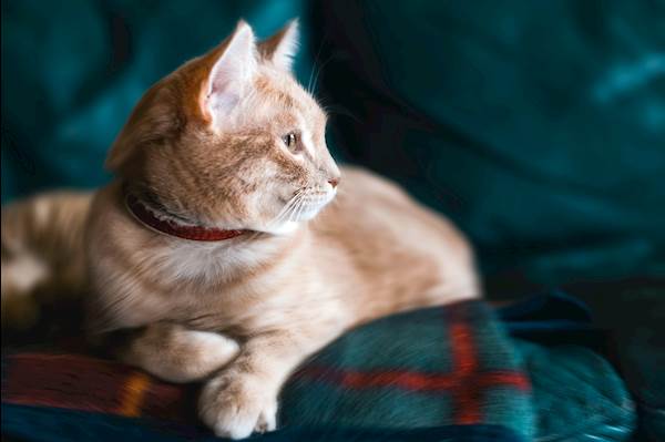 Hypertension Complications in Cats and How to Prevent Them