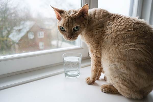 3 Reasons Why Your Cat Is Not Drinking Water