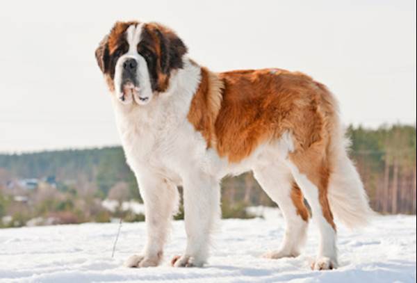 5 Breeds of Big Dogs That Will Melt Your Heart!