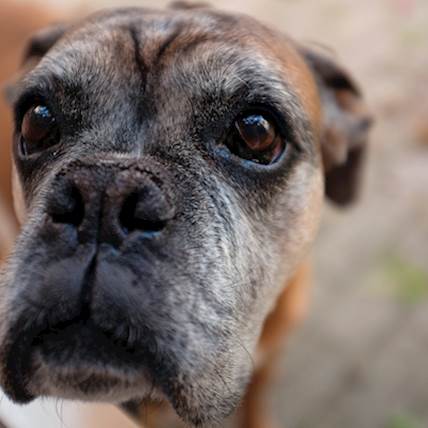 glutathione for dogs dosage Elevating Liver Care With a Focus on Glutathione for Senior Dogs