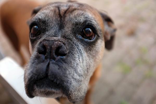 Elevating Liver Care With a Focus on Glutathione for Senior Dogs