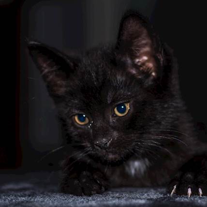 Common Disorders That Affect a Cat's Prostate