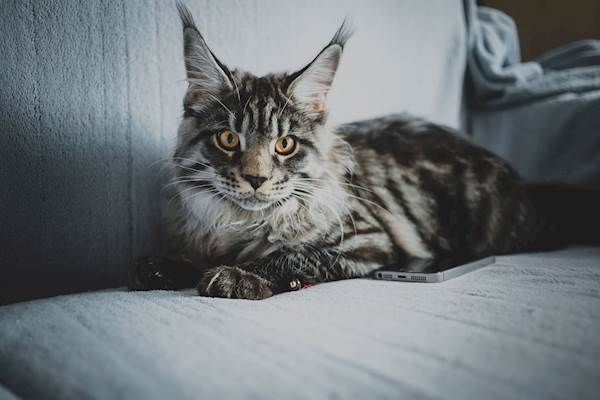 Top 11 Tips to Care for a Maine Coon