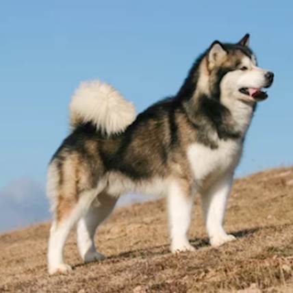 The Alaskan Malamute | PetCareRx