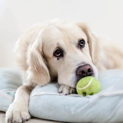 Image for What to Do If Your Dog Misses the Monthly Heartworm Dose?