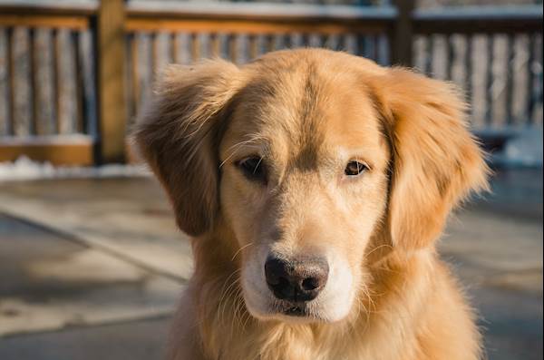Vitamin A Toxicity in Dogs: Causes, Symptoms, and Treatment