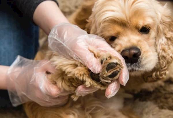 Safely Removing Ticks from Your Beloved Canine
