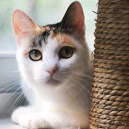Autoimmune Skin Diseases in Cats
