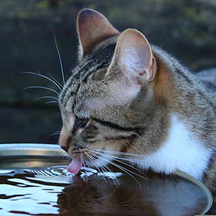 Image for Controlling The Progression Of Chronic Kidney Disease In Cats