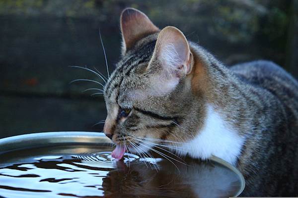 Controlling The Progression Of Chronic Kidney Disease In Cats