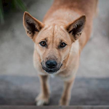 Superficial Necrolytic Dermatitis in Dogs