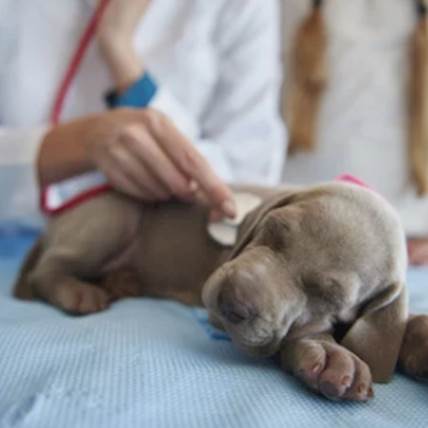 Sign's Your Pet Has Heartworm Disease